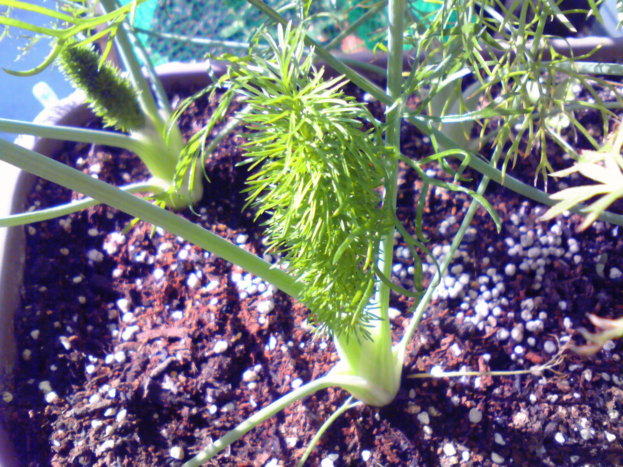 スティッキオ　新芽