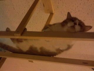 アクリル板に猫