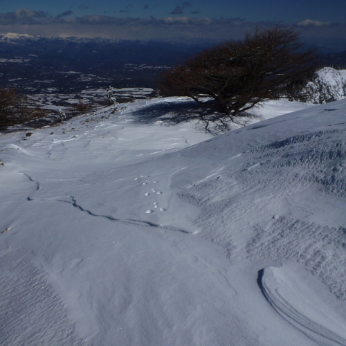 湯の丸天然カラマツ母樹林4.jpg