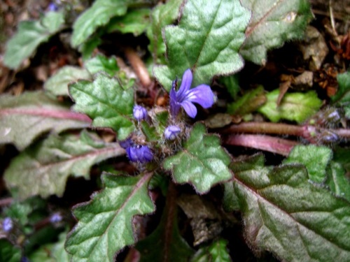 キランソウの花 春 4月中旬 の高尾山での自然観察 その しろうと自然科学者の自然観察日記 楽天ブログ