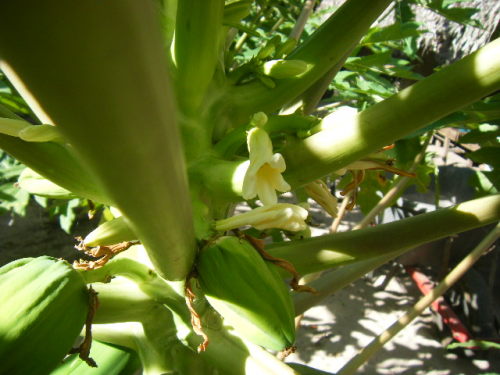 グアム旅行 リナラカルチャーパーク (25).JPG