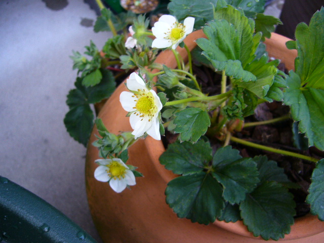 P1040169.JPG