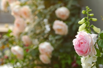 コピー ～ f 164.jpg