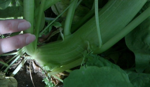 葉物野菜に虫の卵を大量発見です ネコ様とガーデニング 楽天ブログ