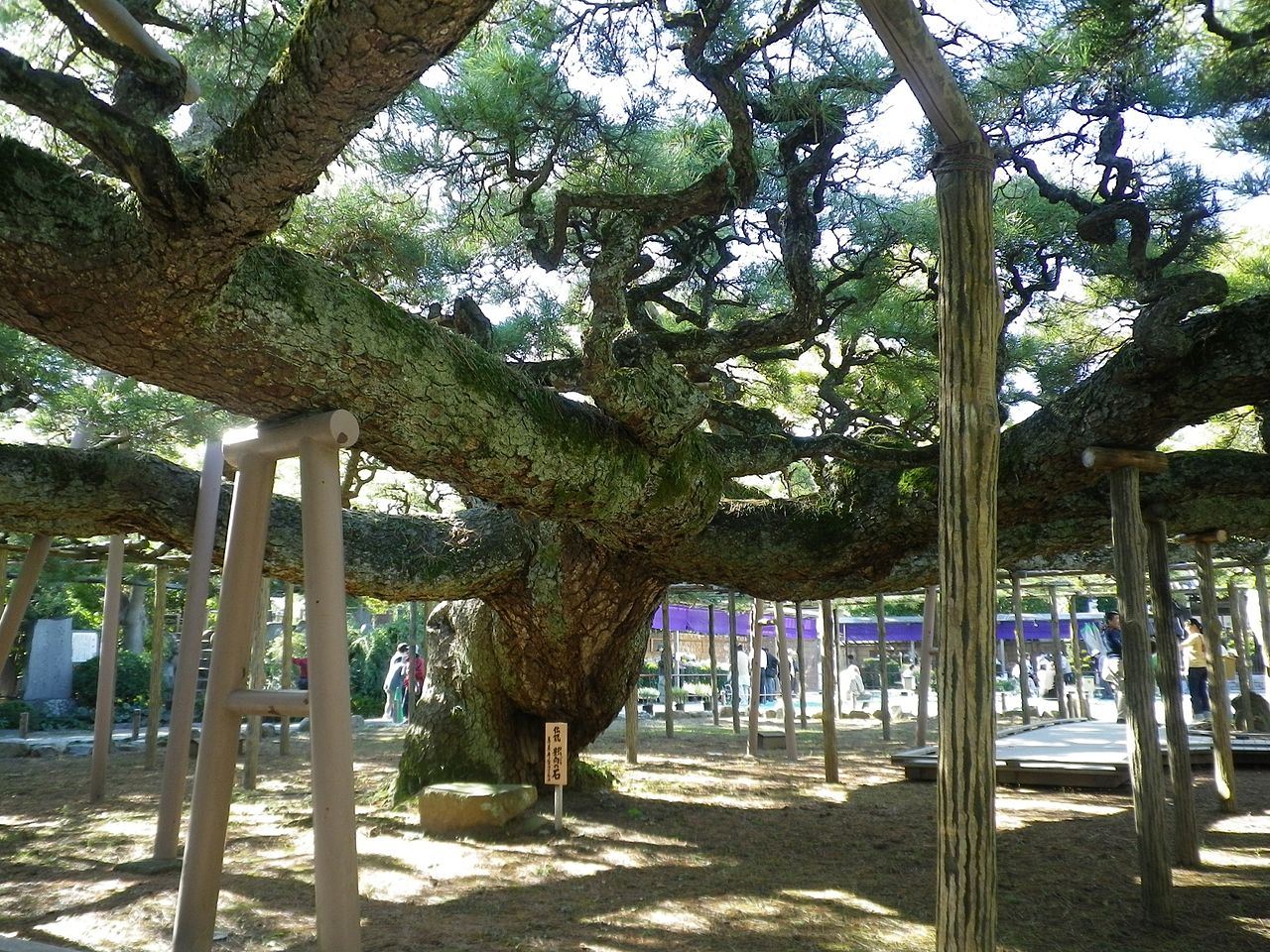 善養寺影向の松　２.jpg