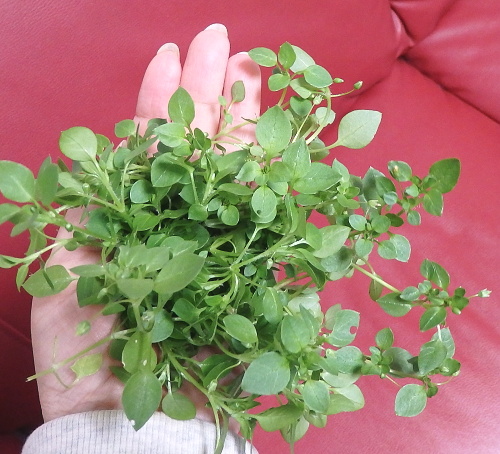 P1190527.JPG