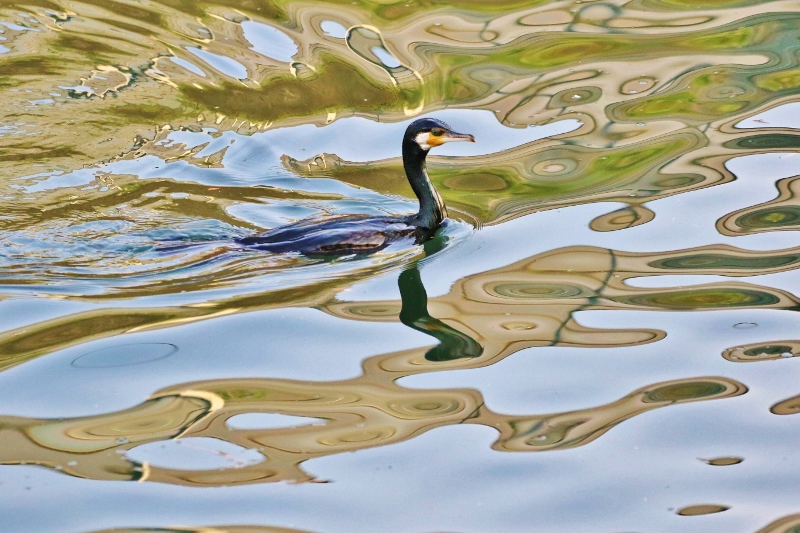 P95A0030 - コピー (800x533).jpg