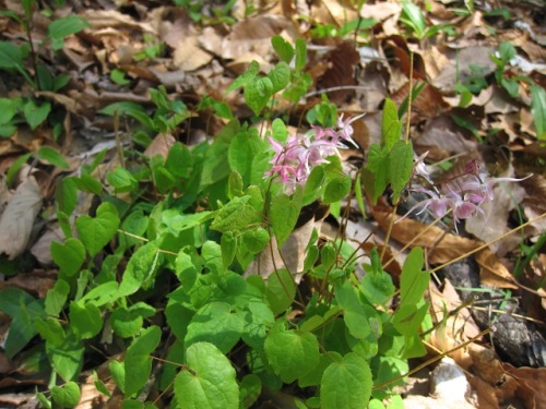 イカリソウの花 イカリソウの花言葉 旅立ち 人生の出発 は 船の碇を引き上げたような花の姿から船出をあらわすものだそうです 昭和記念公園での自然観察 その7 しろうと自然科学者の自然観察日記 楽天ブログ