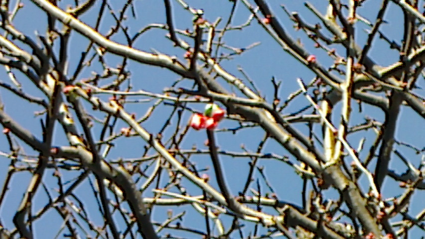 NEC_0147.JPG