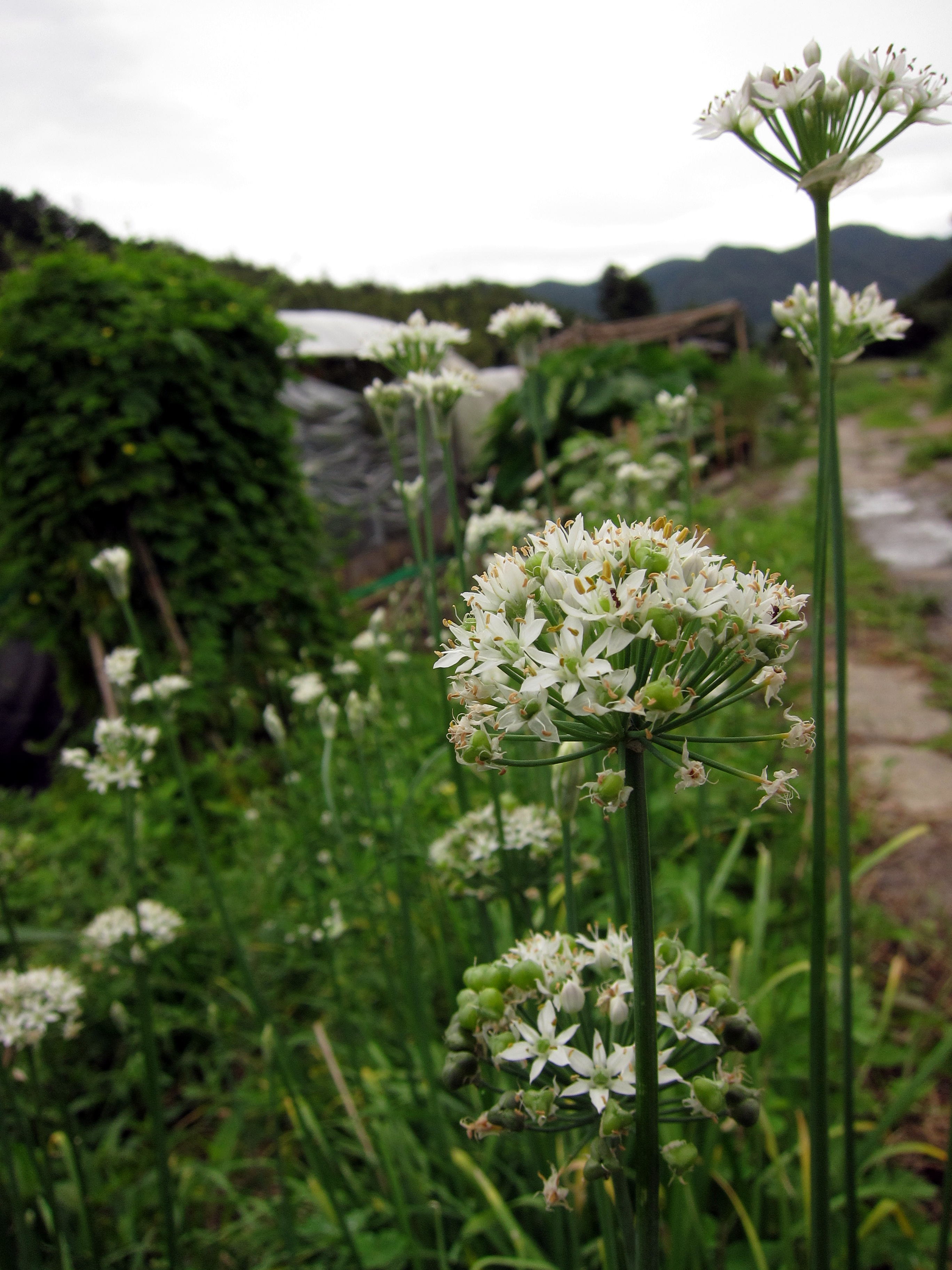 にらの花.jpg