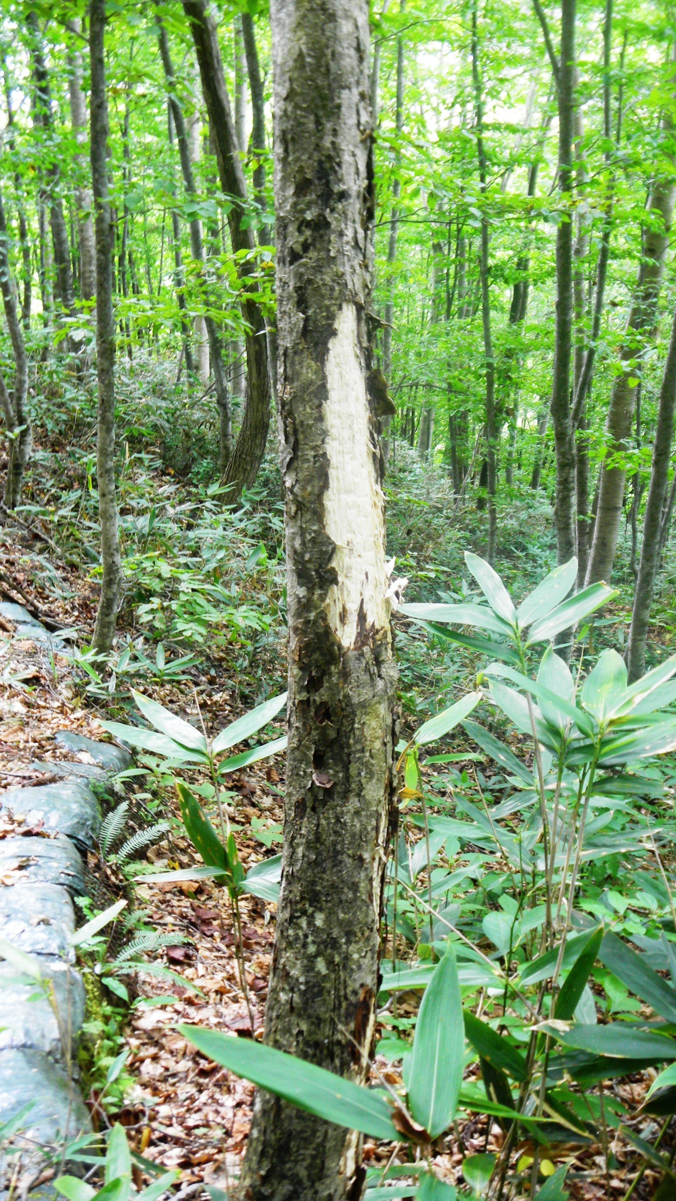 040小谷山城跡 (6)(V.2012_10_01__09_16_16).jpg