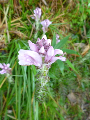 谷川馬蹄形縦走で見た花10.jpg