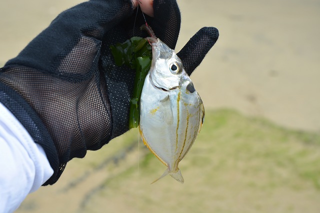 showPhoto (640×426)