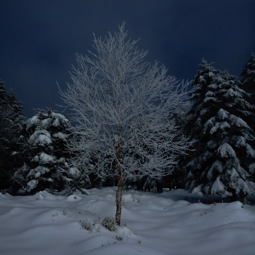 樹霜201401026.jpg