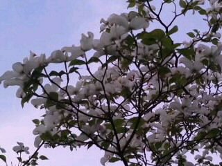 白ハナミズキ2014