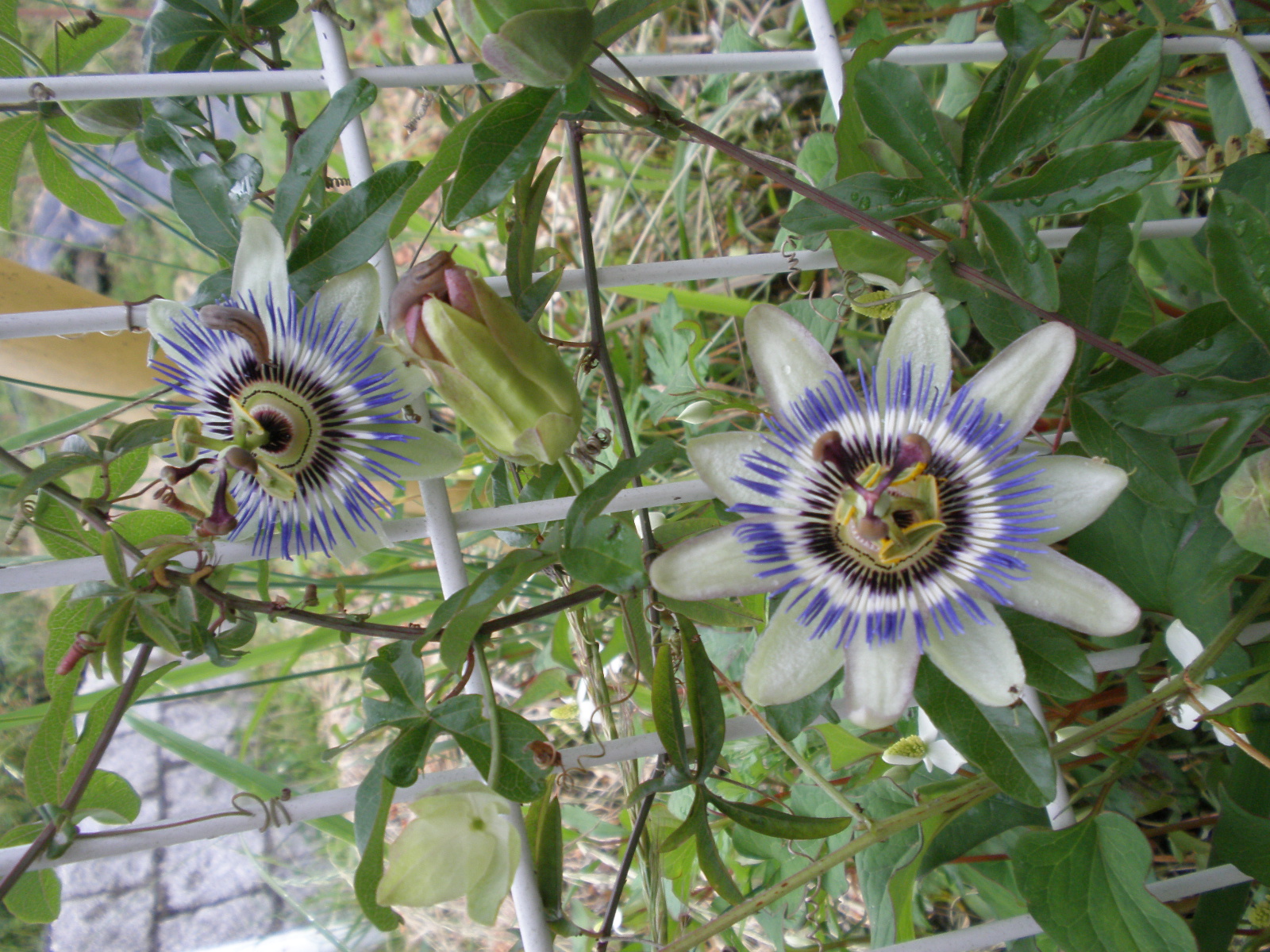 P5220943.JPG