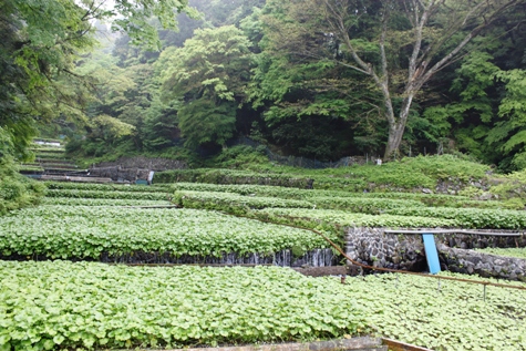 中伊豆のわさび田.JPG