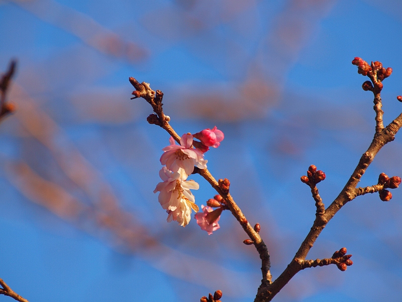 1.30榴岡の桜4.jpg