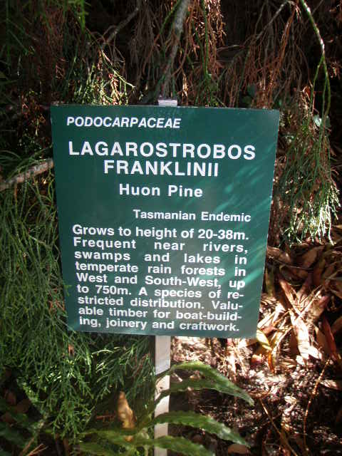 Huon Pine.JPG