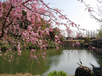 ４　しだれ桜と池.jpg