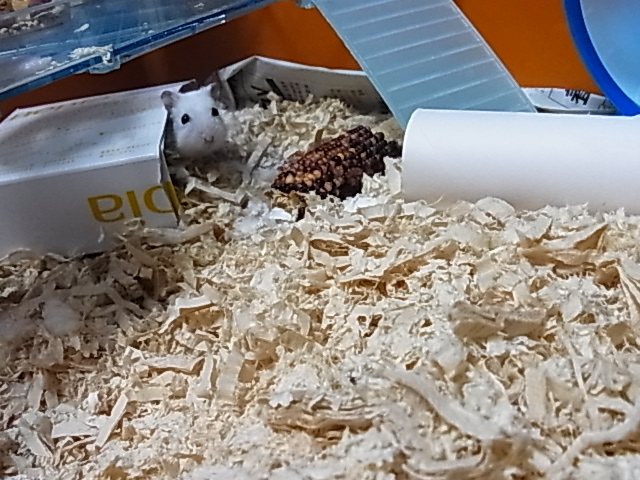 2014_06170941.JPG