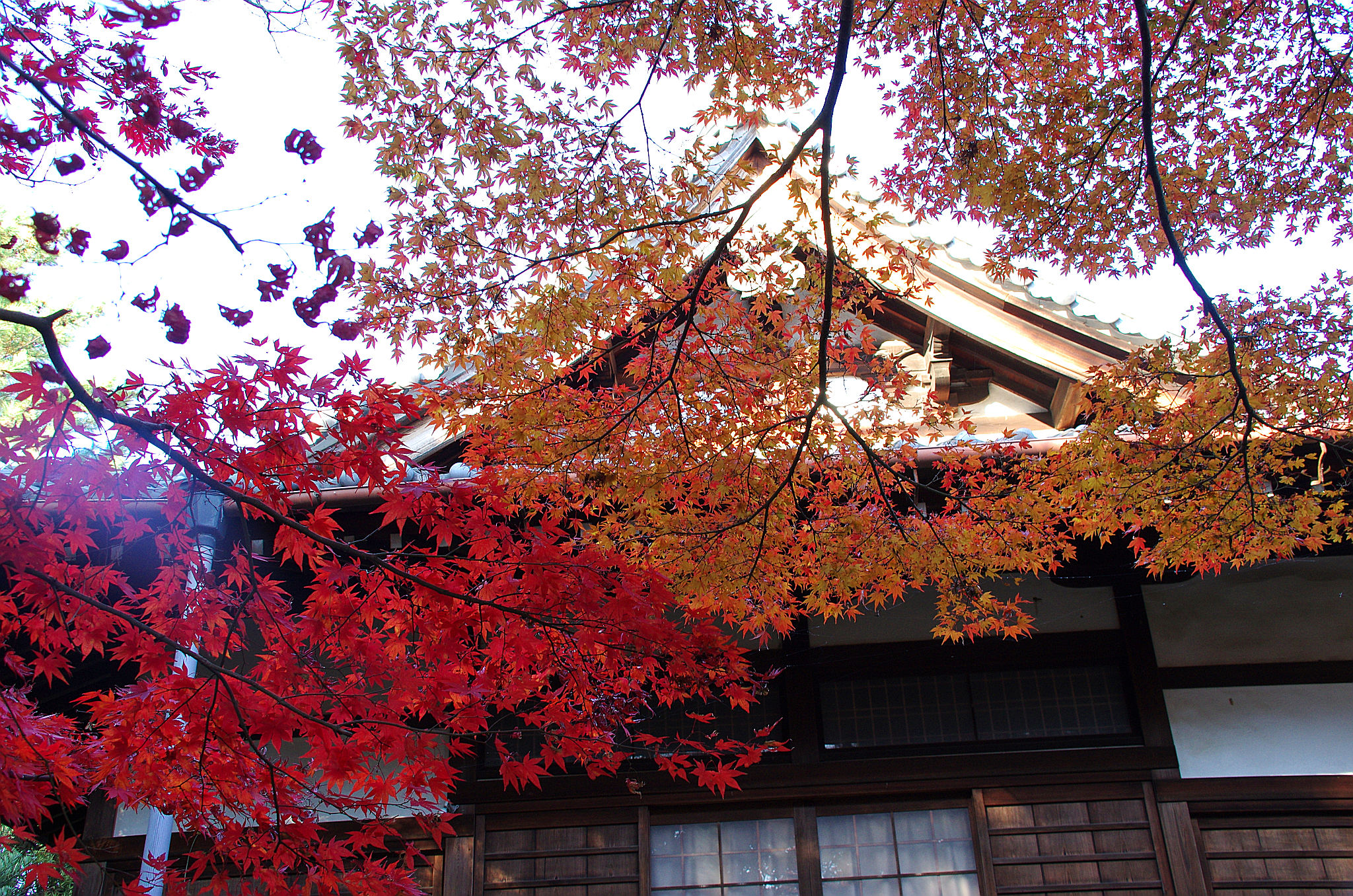 一宮市妙興寺の紅葉(6).jpg