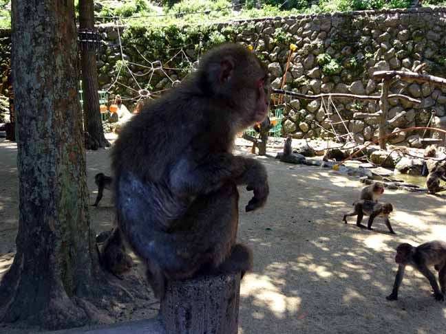 マント猿.JPG