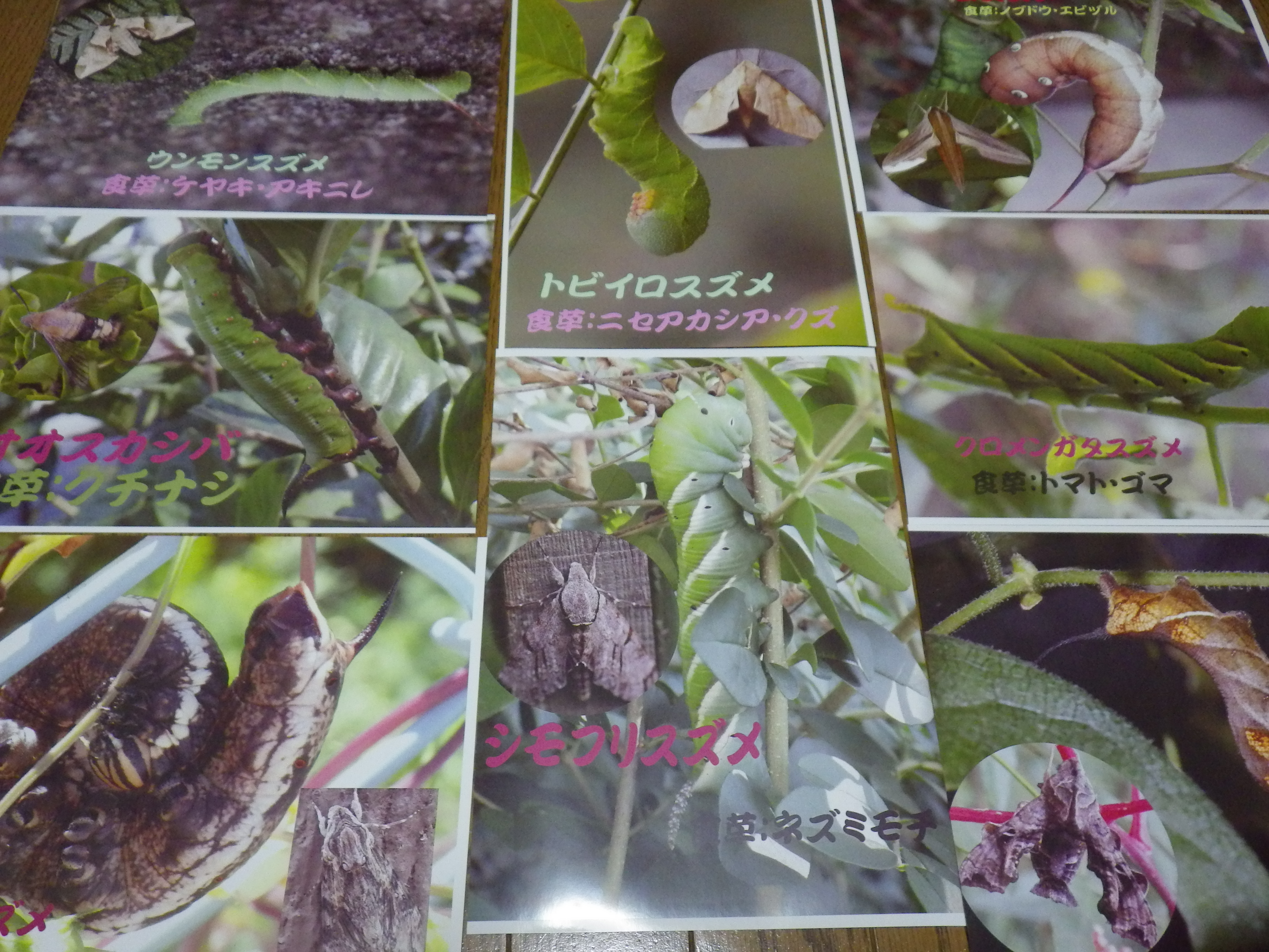 スズメガの幼虫たち