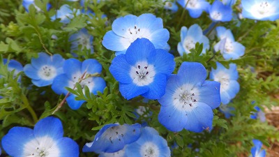 ひたち海浜公園 044.jpg