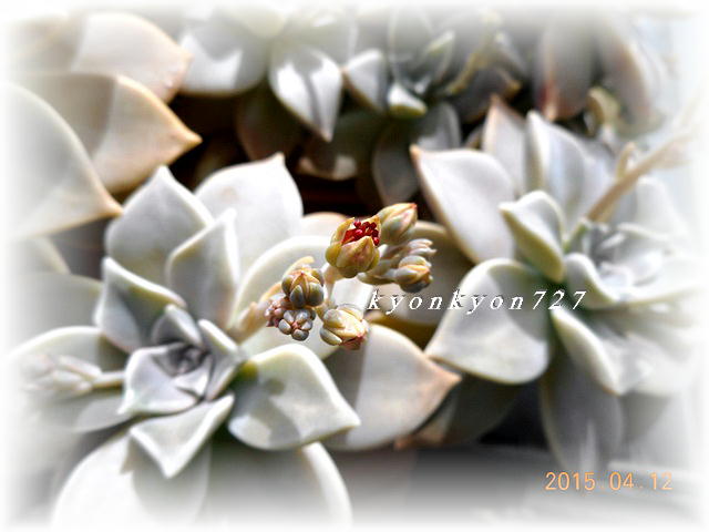 DSCN0702.jpg