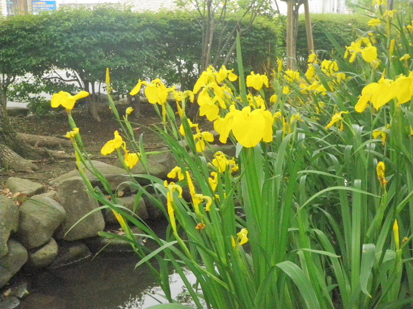 黄菖蒲.JPG