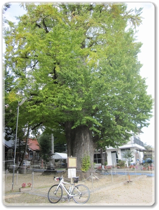 0687新宮神社の大イチョウ_0687.jpg