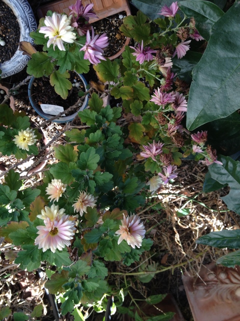 IMG_2590 (480x640).jpg