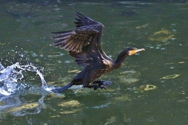 P95A7873 (640x425).jpg