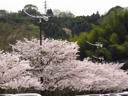 桜満開（七瀬川公園）9365.jpg
