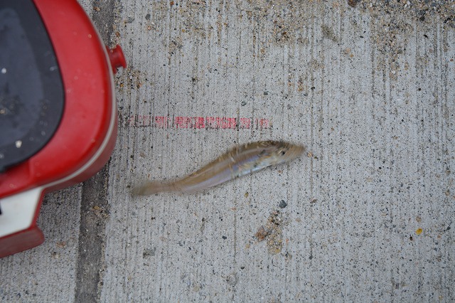 showPhoto (640×426)