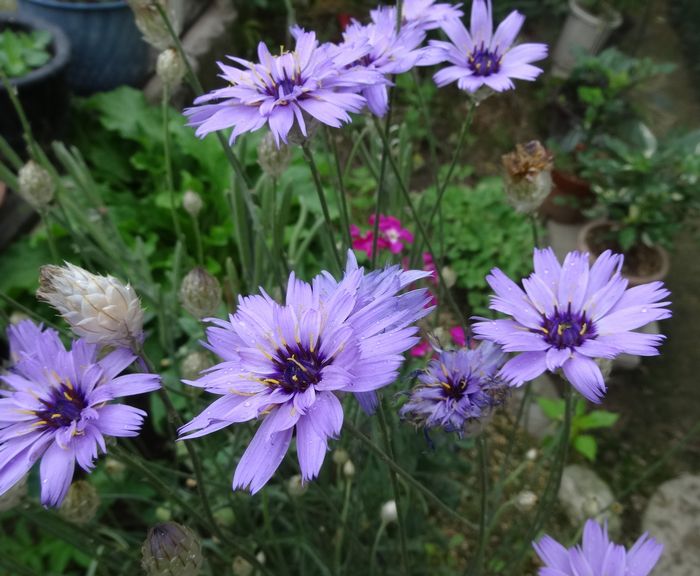 DSC08869.JPG