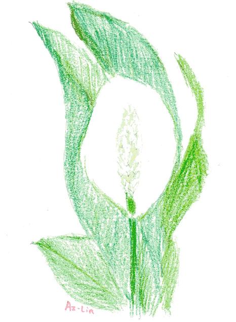 【Spathiphyllum】2012.JPG