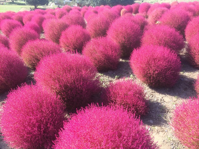 20151014 13541801.jpg