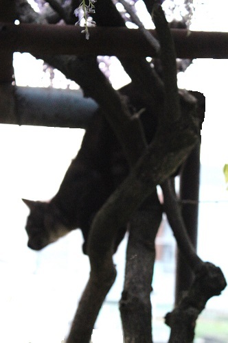 フジの花と猫 (26).JPG