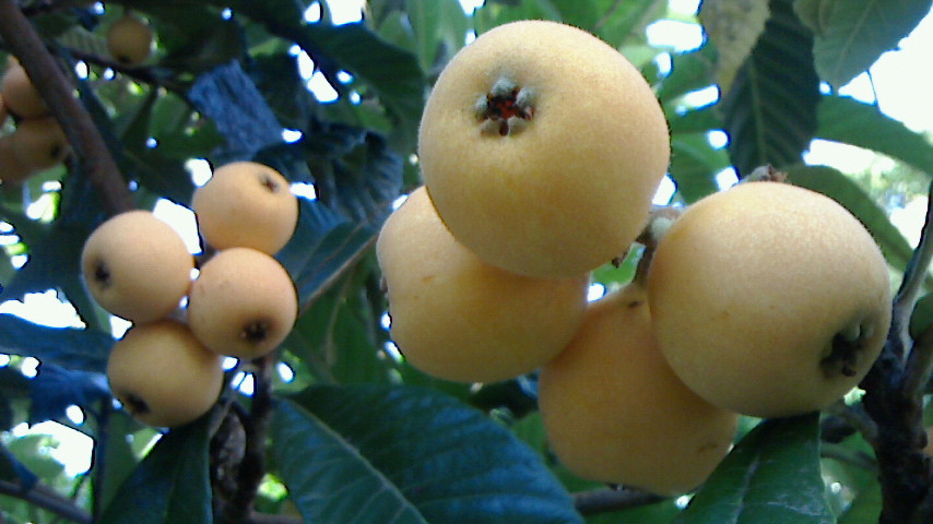 NEC_0061.JPG