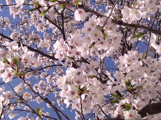 快晴の空の下のソメイヨシノ2015