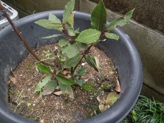 01鉢植えのローレル（月桂樹、ローリエ）