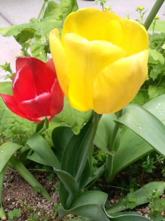 赤黄親子チューリップ2015