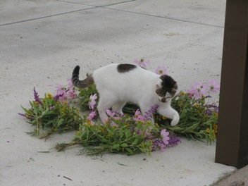 供花と大福 002.jpg