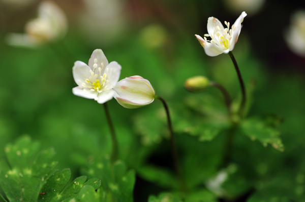 DSC_4495二輪草.jpg