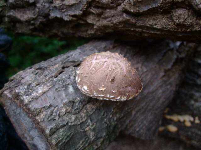 021.jpgシイタケ8631.jpg