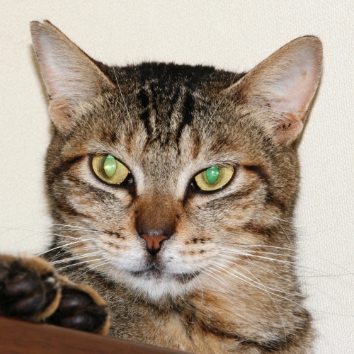 家族紹介用画像フォルダ