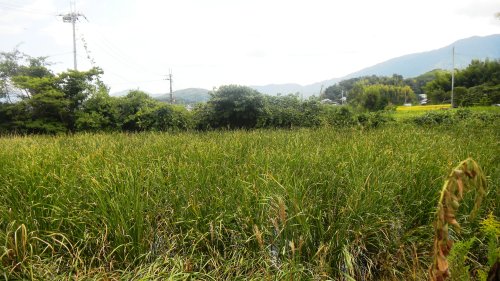 010磐余池跡付近 (2).JPG