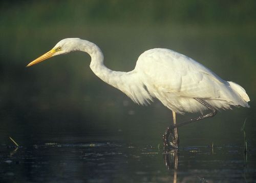 Egretta_alba.jpg